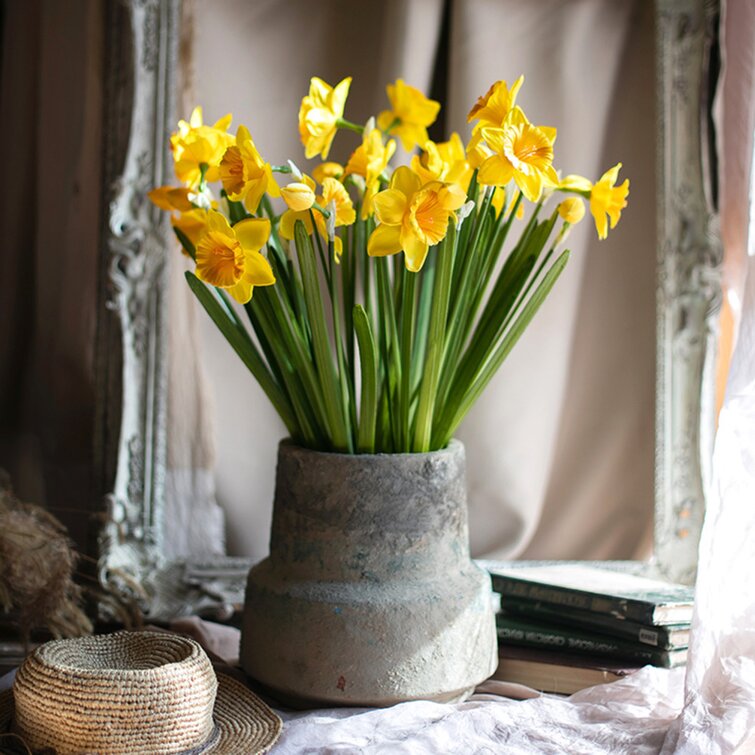 Daffodil Flower Stem