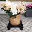 Chardasia Wood Caddy Plant Stand