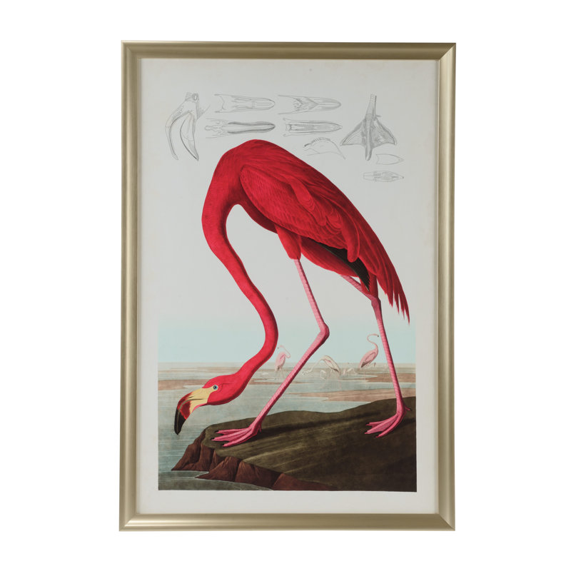 American Flamingo Print