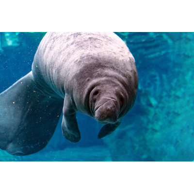 " Newborn Baby Manatee "