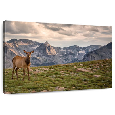 Élan des montagnes Rocheuses Brampt