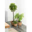 Walbourne Pot Planter-82297929