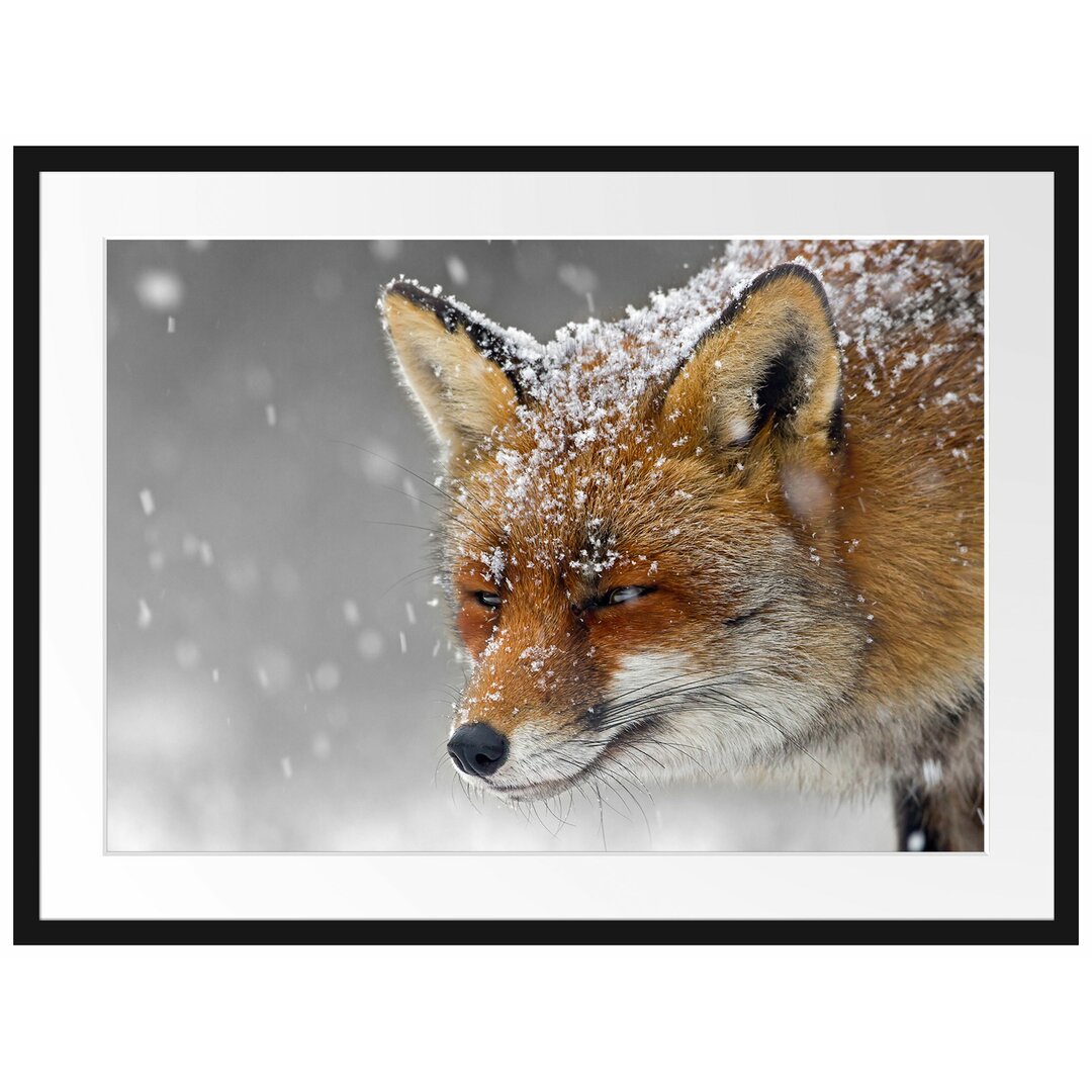 Gerahmtes Poster Wunderschöner Fuchs im Schnee