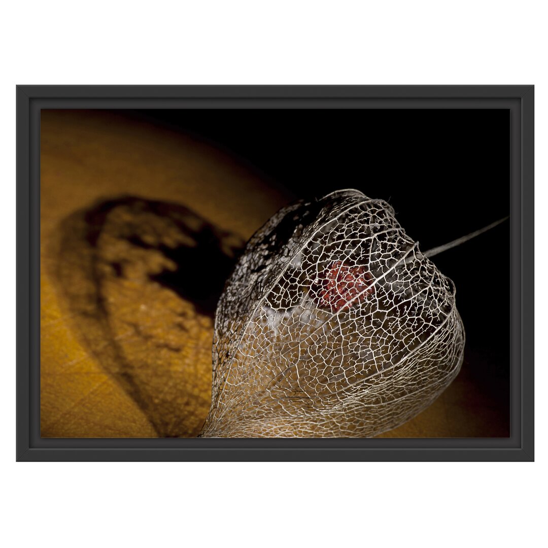 Gerahmtes Wandbild Schatten einer Physalis