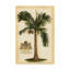 « british colonial palm i », reproduction d’impression sur toile tendue-33522904