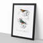 Cordonbleu & Java Sparrow Birds PL. 5A by Charles D' Orbigny - Picture Frame Painting Print-55510369-55510372