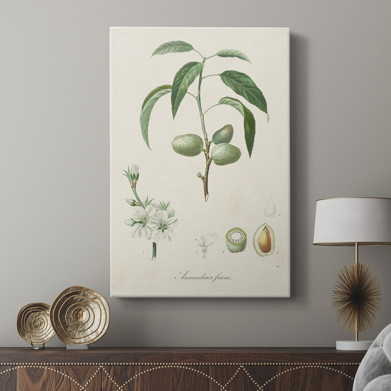 Amande antique botanique I - galerie sur mesure, H 60 po x l 40 po