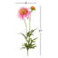 Fleurs vibrantes Scabiosa Sprays-81831209