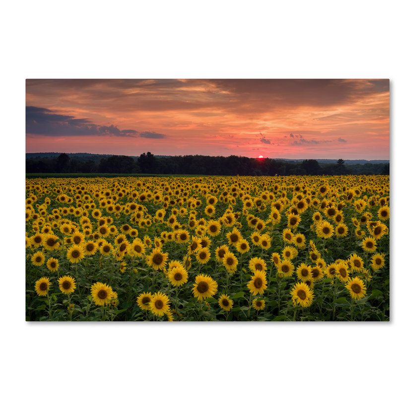 Cliffton «Sunflower Taps», reproduction de photo sur toile tendue, H 30 po x l 47 po x P 2 po