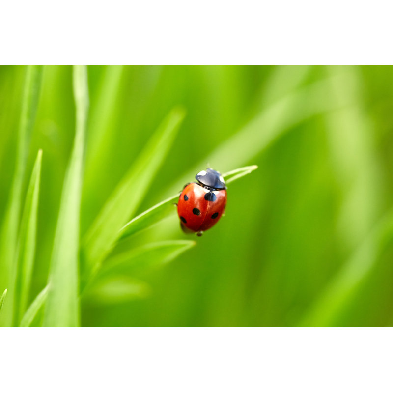 Otranto Ladybug On Green Grass - Wrapped Canvas Print, 30cm H x 46cm W x 3.8cm D