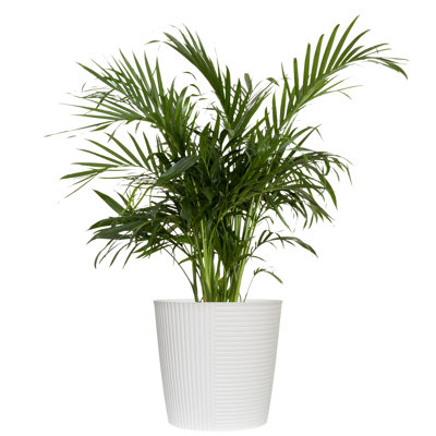 Cat Palm Chamaedorea cataractarum Live Plant in 10 inch White Decor Pot