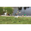 Art de jardin blanc canard