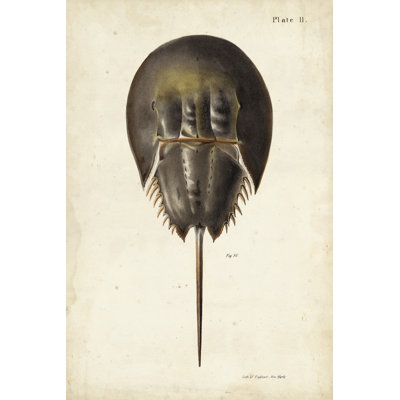 Vintage Horseshoe Crab