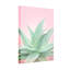 Plantes et fleurs sur fond rose pastel plante grasse-1607082331