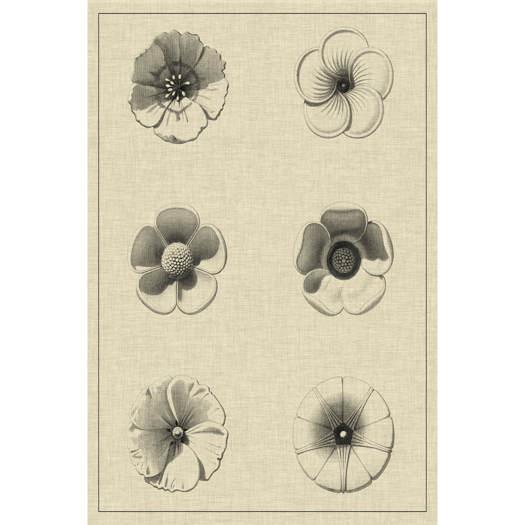 Floral Rosette I by Vision Studio - Wrapped Canvas Drawing