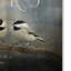 «Sister Chickadees» de Vidur, impression sur toile tendue-22075554