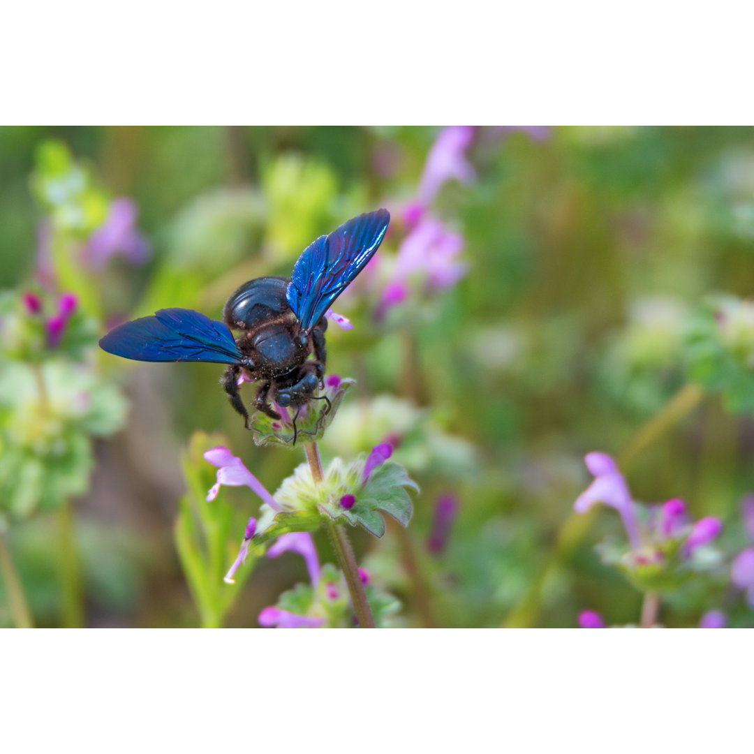 Carpenter Bee von Oskanov - Foto ohne Rahmen auf Leinwand