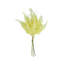 Fern Bundle (Set of 2)-214120562