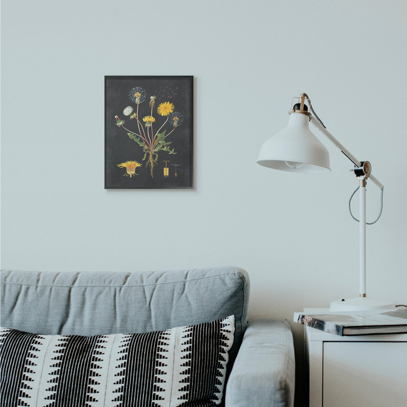 «Botanical Dessin Dandelion On Black Design», impression, Giclée encadrée noir minuit, H 14 po x l 11 po