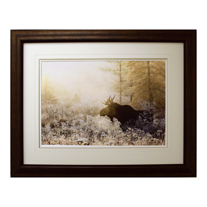 Algonquin Moose encadré par Andrew Collett