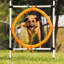Saut du chien