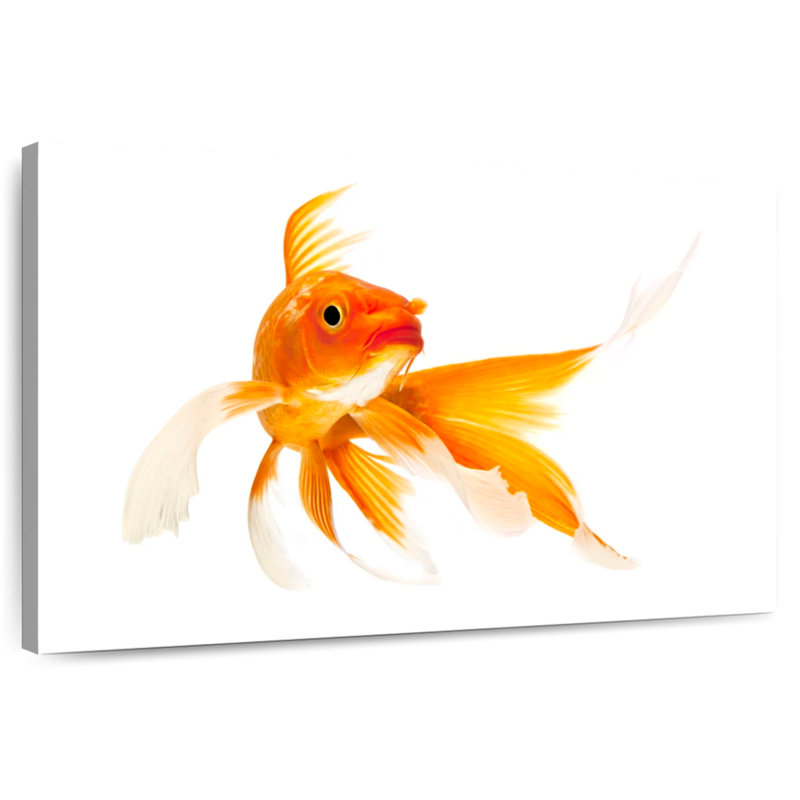 Brampt Goldfish, 26" H x 39" W