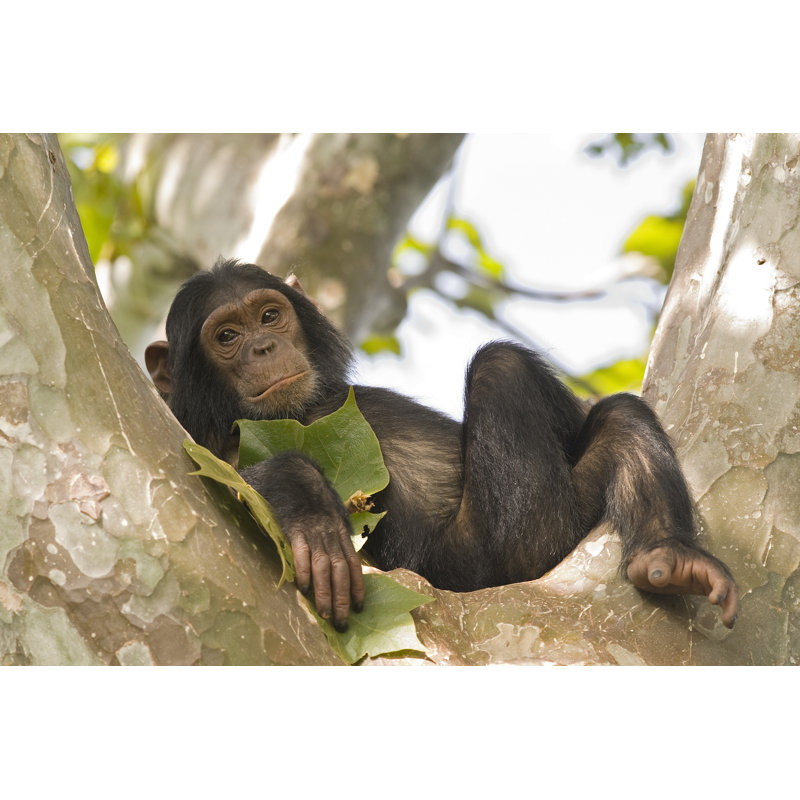 Young Chimpanzee Relaxing In A Tree by Guenterguni - No Frame Print on Canvas, 51cm H x 76cm W