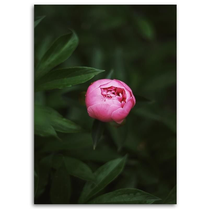 Leinwandbild Pink Flower Bud Nature