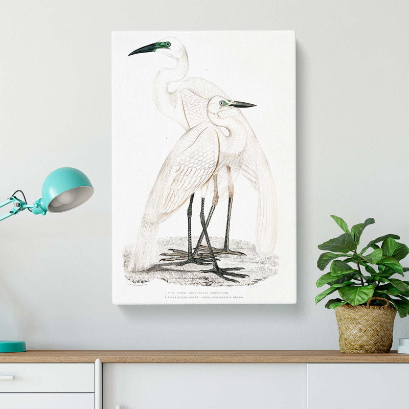 Illustration Of White Herons by John Edward Gray - Wrapped Canvas, 50cm H x 35cm W x 3cm D