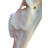 Sirise Real Hartebeest Antelope Skull