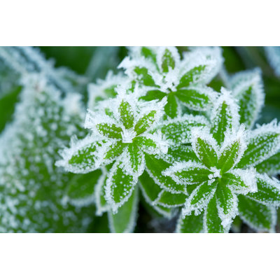 Green Grass In Hoarfrost by Yanikap - Wrapped Canvas Print