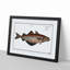 Pollock Fish by M.E. Bloch - Picture Frame Painting Print-55601887-55601895