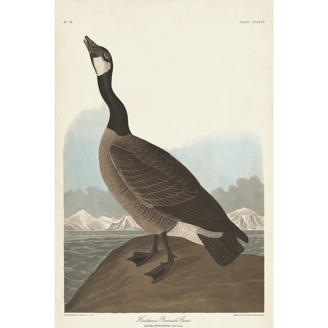 Leinwandbild Pl 277 Hutchinss Barnacle Goose von John Audubon