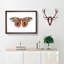 Automeris Moth by George Shaw - Single Picture Frame Painting-55457034-55457033