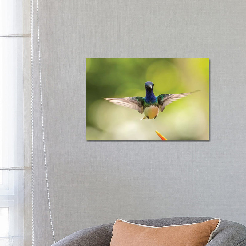 Costa Rica, Sarapique River Valley. Male White-Necked Jacobin Flying. by Jaynes Gallery - Wrapped Canvas Print