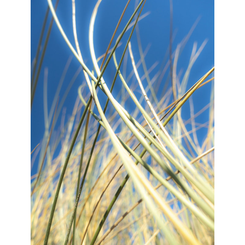 " Dune Grasses " by Petra Trimmel, 32" H x 24" W, Wrapped Canvas