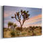 Joshua Tree Sunrise - Cavas enveloppés de galerie-80029015