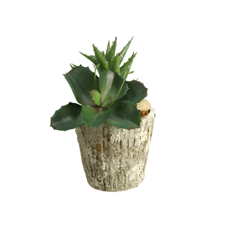 Succulent sauvage/aloe plante dans un pot de fleurs