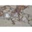 Table d'appoint Luxury Natural