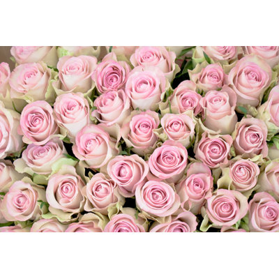 Delmario, gros plan de roses roses - photographie sur toile tendue