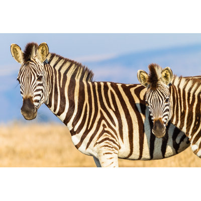 Jedediah Zebras Wildlife Colours - Wrapped Canvas Print