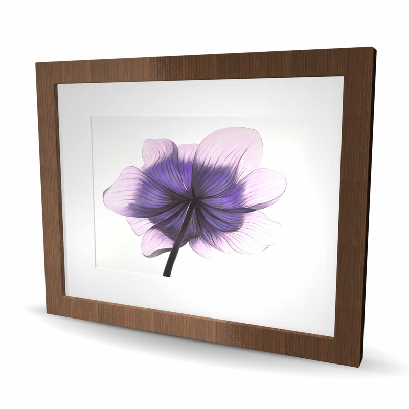 Magnifique fleur d'anémone mauve, impression encadrée