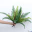 19,7 plante