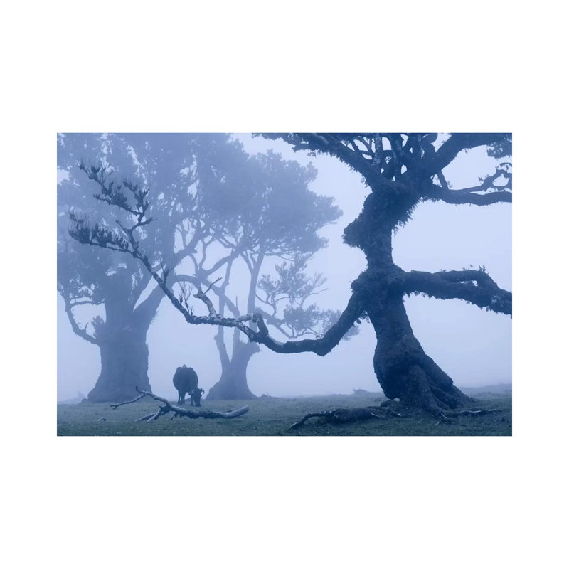 Ents I by Stefan Hefele - Wrapped Canvas Print, 30.48cm H x 45.72cm W x 1.91cm D