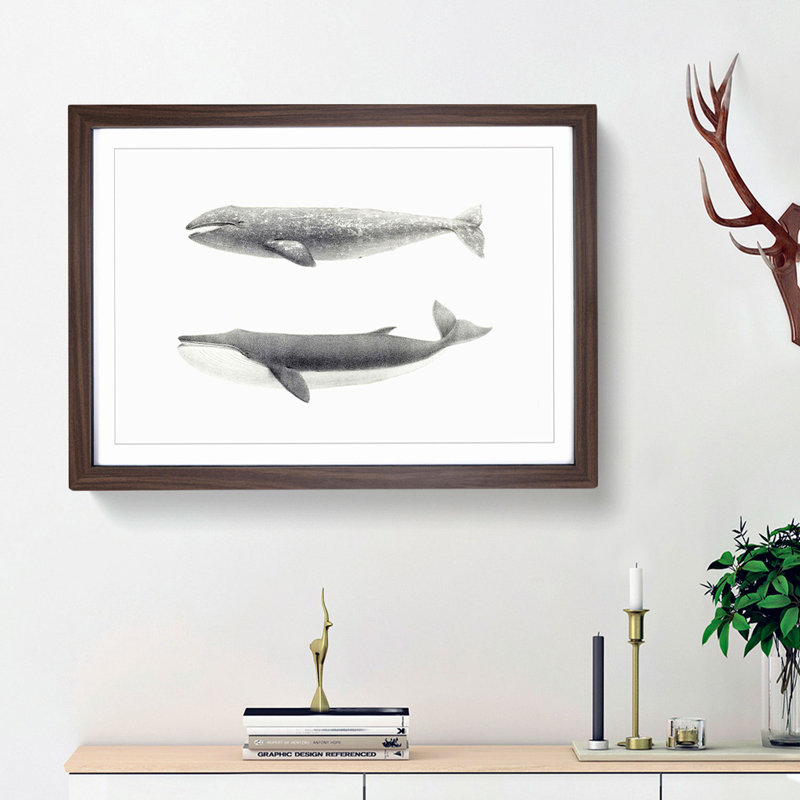 Californian Grey & Finback Whale by C.M. Scammon - Framed Print, Walnut Framed, 36cm H x 48cm W x 2cm D