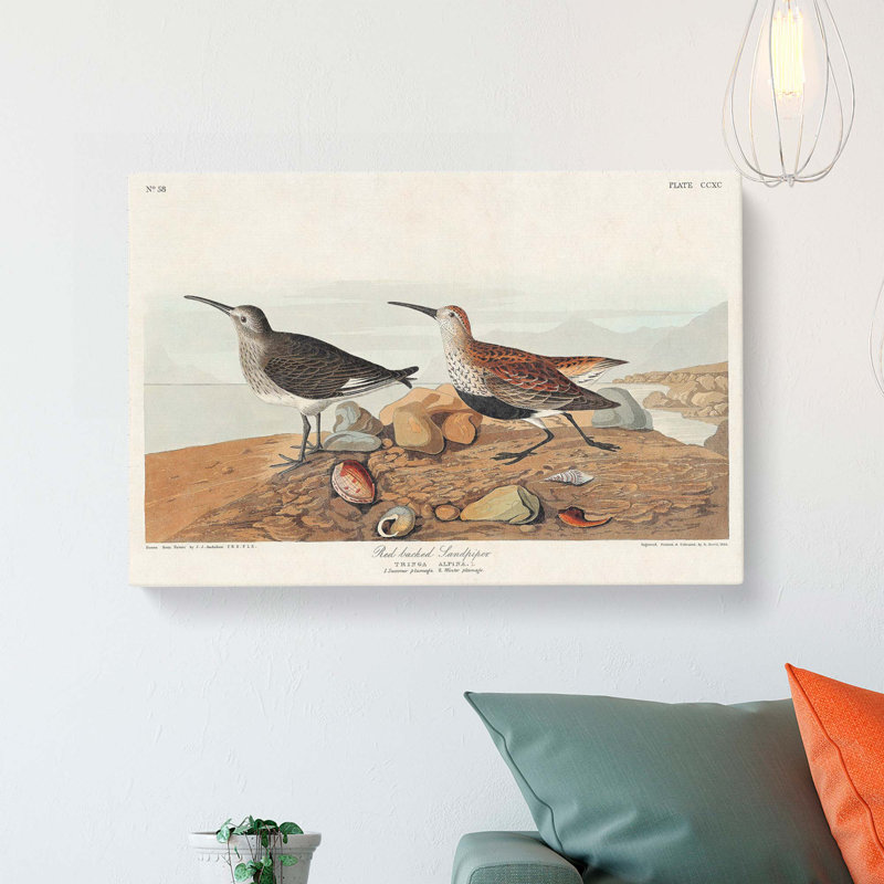 Sandpiper by John Audubon - Wrapped Canvas, 40cm H x 60cm W x 3cm D