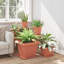 Planter-1849224915-1849224924-1849224925