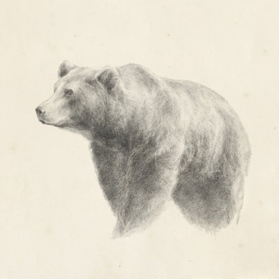 Western Bear Study