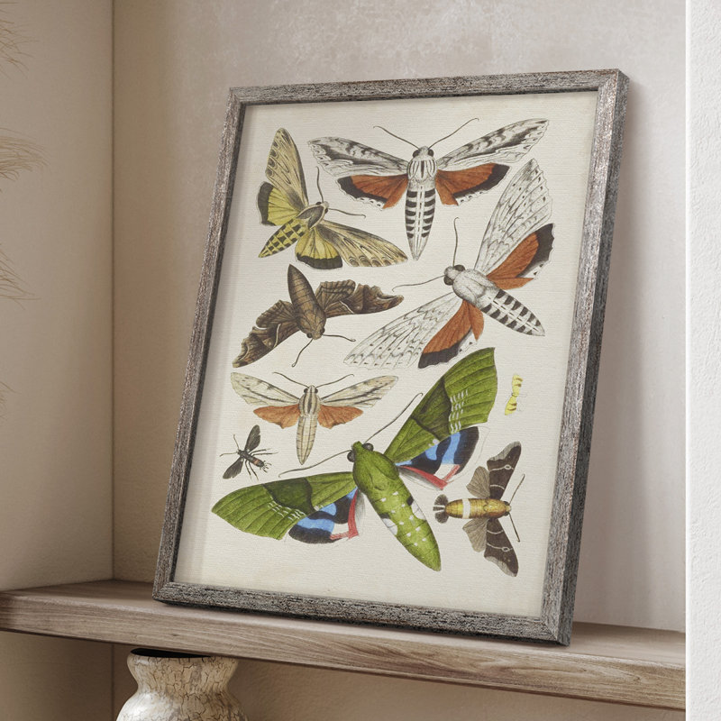 Antique Moths II, reproduction encadrée - bois massif, H 15 po x l 12 po