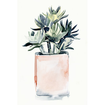 Plante grasse en pot IV